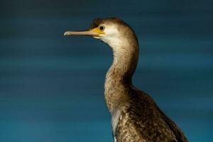 Spotted Shag in New Zealand photo