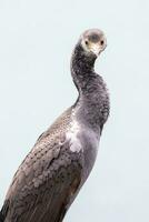 Spotted Shag in New Zealand photo