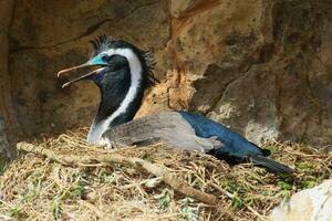 Spotted Shag in New Zealand photo