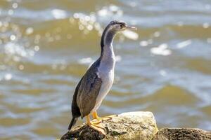 Spotted Shag in New Zealand photo