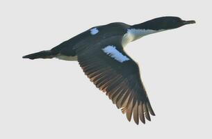 Stewart Island Shag in New Zealand photo