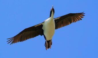 Stewart Island Shag in New Zealand photo