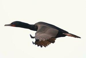 Stewart Island Shag in New Zealand photo