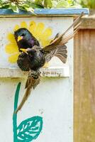 Common European Starling photo