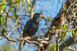 Common European Starling photo