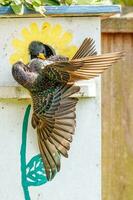 Common European Starling photo