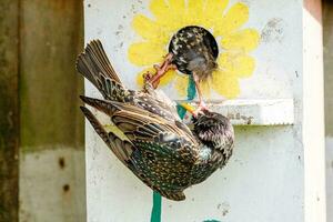 Common European Starling photo