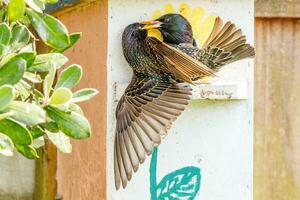 Common European Starling photo