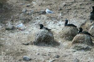 Stewart Island Shag in New Zealand photo