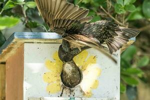 Common European Starling photo