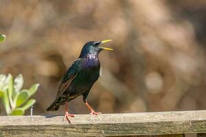 Common European Starling photo