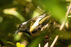 hola hola pájaro de punto de nuevo Zelanda foto