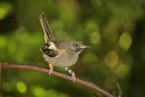 Hihi Stitchbird of New Zealand photo