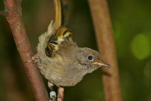 hola hola pájaro de punto de nuevo Zelanda foto