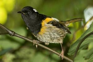 Hihi Stitchbird of New Zealand photo