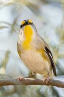 Striated Pardalote in Australia photo