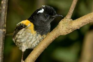 Hihi Stitchbird of New Zealand photo