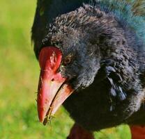 takahe carril de nuevo Zelanda foto