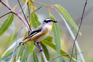 Striated Pardalote in Australia photo