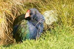 Takahe Rail of New Zealand photo