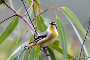 herido pardalote en Australia foto