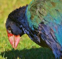 Takahe Rail of New Zealand photo