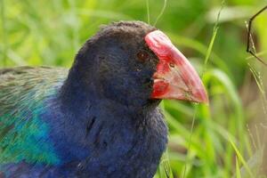 Takahe Rail of New Zealand photo