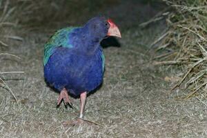 takahe carril de nuevo Zelanda foto