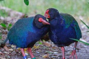 Takahe Rail of New Zealand photo