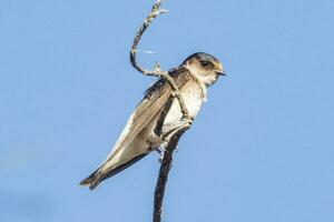 Tree Martin in Australia photo