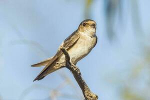 Tree Martin in Australia photo