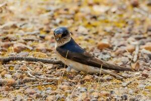 Tree Martin in Australia photo