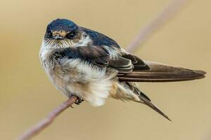 Tree Martin in Australia photo