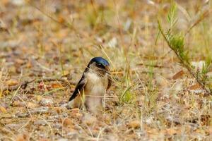Tree Martin in Australia photo