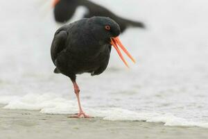 Variable Oystercatcher in New Zealand photo