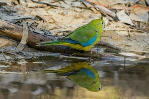 Turquoise Parrot of Australia photo