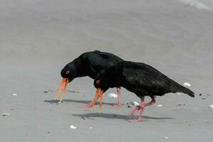 Variable Oystercatcher in New Zealand photo