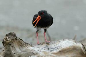Variable Oystercatcher in New Zealand photo