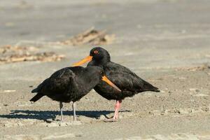 Variable Oystercatcher in New Zealand photo