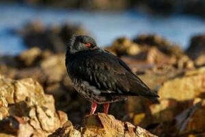 Variable Oystercatcher in New Zealand photo