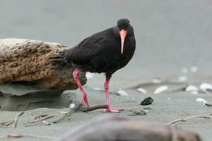 Variable Oystercatcher in New Zealand photo