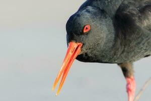 Variable Oystercatcher in New Zealand photo