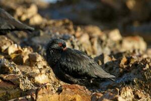 Variable Oystercatcher in New Zealand photo