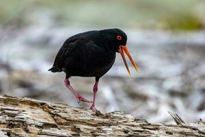 Variable Oystercatcher in New Zealand photo