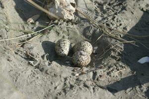 Variable Oystercatcher in New Zealand photo