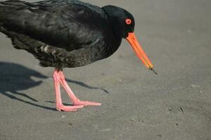 Variable Oystercatcher in New Zealand photo