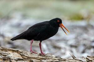 Variable Oystercatcher in New Zealand photo