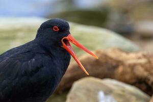 Variable Oystercatcher in New Zealand photo