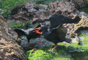 Variable Oystercatcher in New Zealand photo