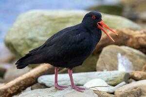 Variable Oystercatcher in New Zealand photo